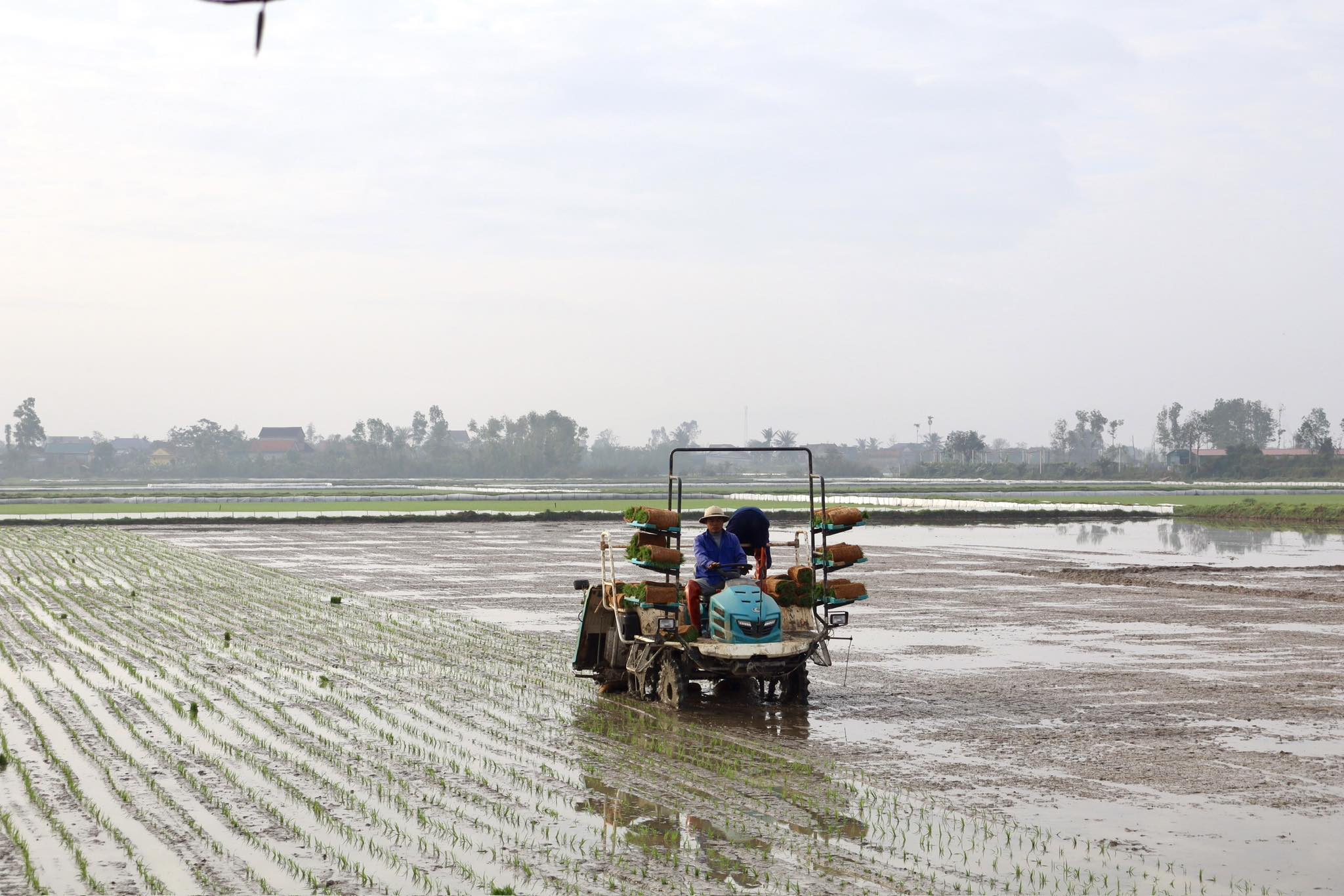 Ra quân cấy lúa bằng máy mô hình thâm canh lúa cải tiến SRI tại thôn Vân Cửu