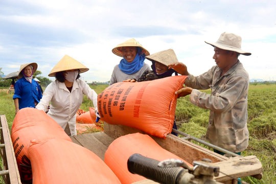 Lúa liên kết với Tập đoàn Quế Lâm được thu mua 8.500 đồng/kg tại chân ruộng 