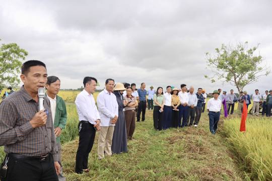 Hội thảo đánh giá mô hình canh tác lúa cải tiến SRI tại thôn Vân Cửu