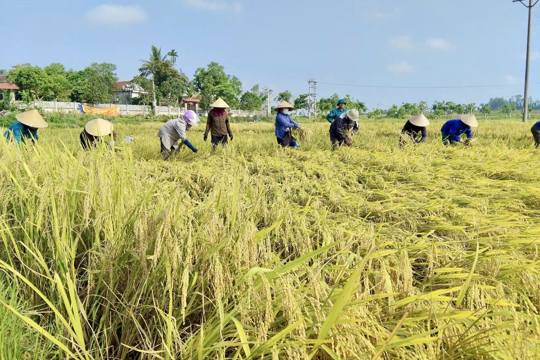 Hội Nông dân Gia Hanh hỗ trợ thu hoạch lúa cho hộ gia đình khó khăn 